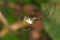 Leucage_granulata_D5294_Z_87_Milaa Milaa_Australie